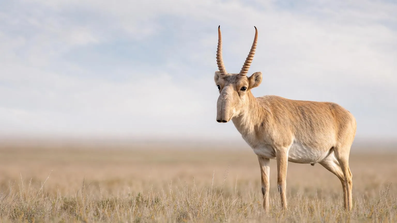 A saiga standing in tall grass under a wide pale sky